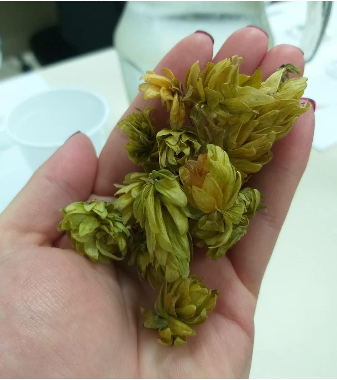 O Cultivo de Lúpulo no Brasil